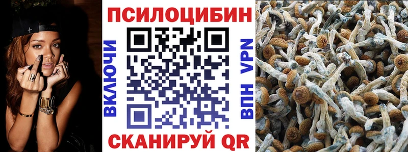 Купить  Сухой Лог  Псилоцибиновые грибы Psilocybe 